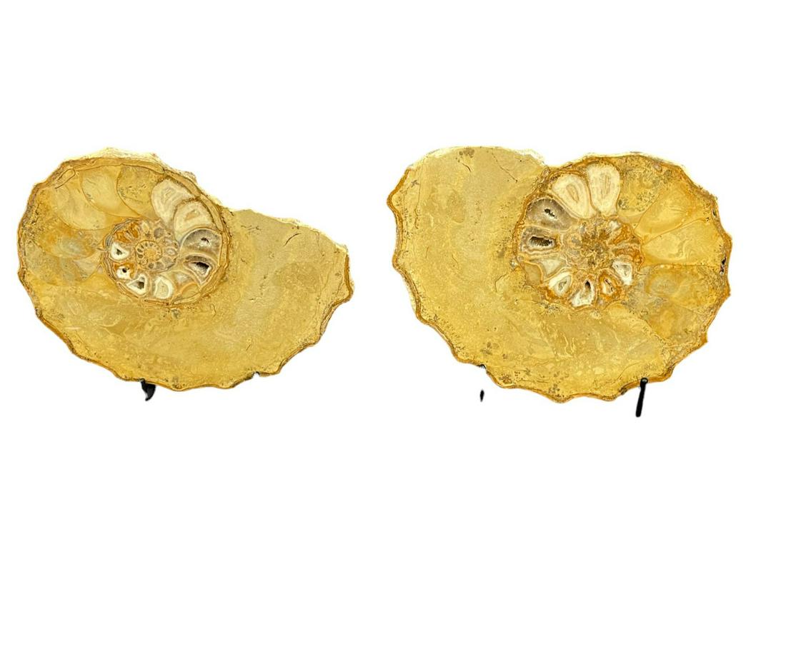 POLISHED TEXAS AMMONITE PAIR (1 of 2)