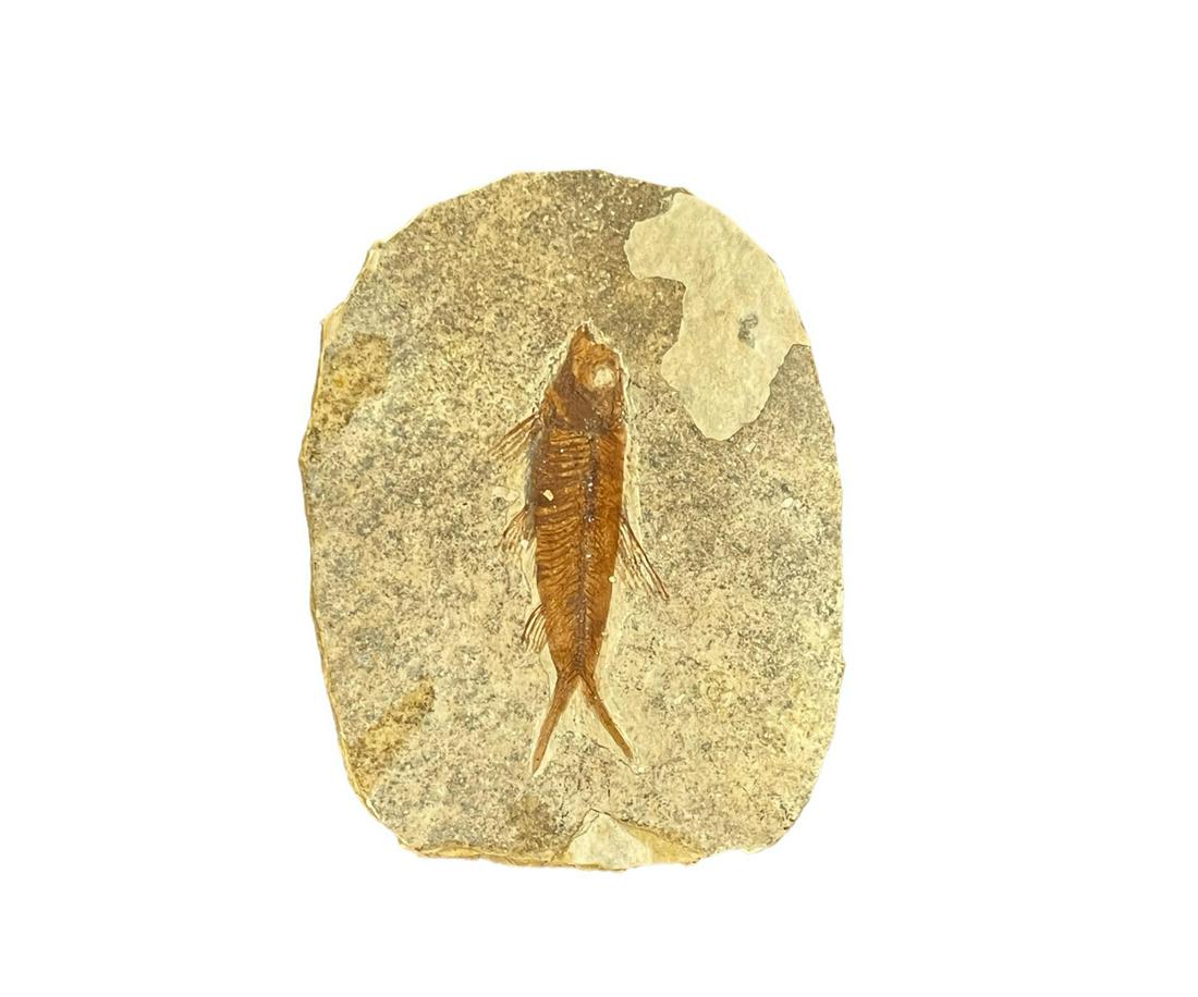 HIGH DETAIL FISH FOSSIL: HIGH DETAIL FISH FOSSIL - (F165) 0.5 LBS Height: 4.25 in. by Width: 3.5