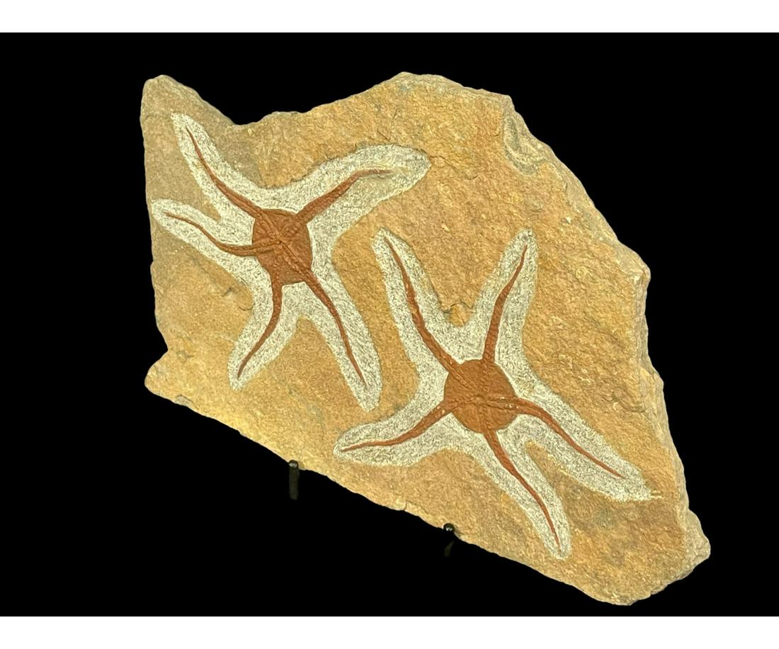 MOROCCAN JURASSIC STARFISH FOSSIL (1 of 3)