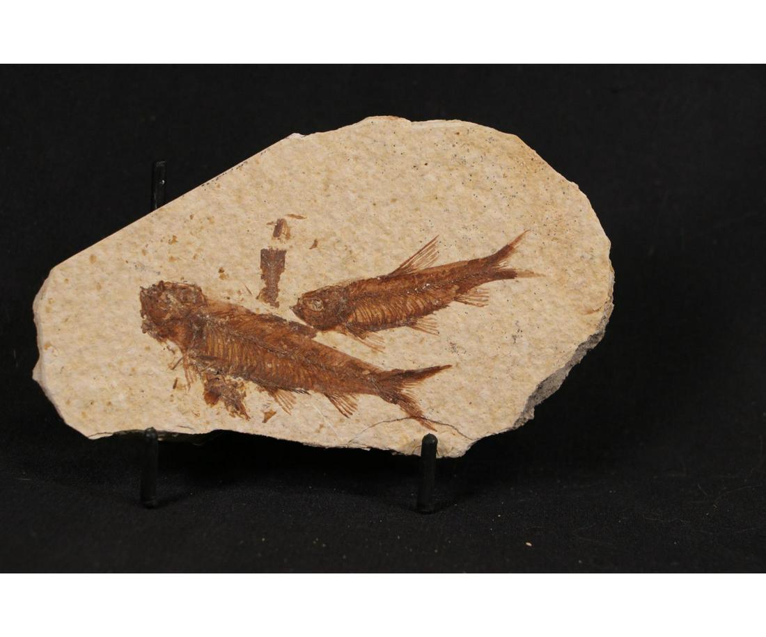 HIGH DETAIL 2 FISH FOSSIL (1 of 3)