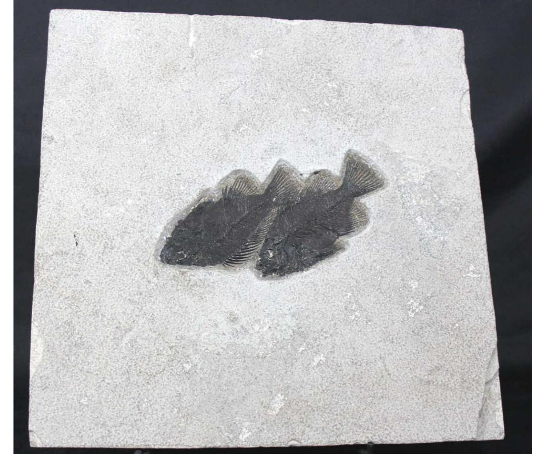LARGE HIGH DETAIL FISH FOSSIL PLATE (1 of 2)