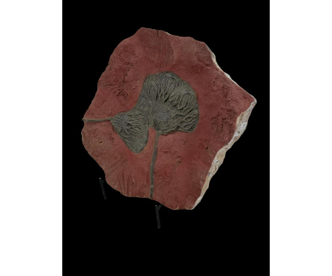 DOUBLE SCYPHOCRINITE CRINOID FOSSIL: DOUBLE SCYPHOCRINITE CRINOID FOSSIL - (F243) - 11.2LBS Height: 13 in. by Width: 13 in. by Depth: 0.50