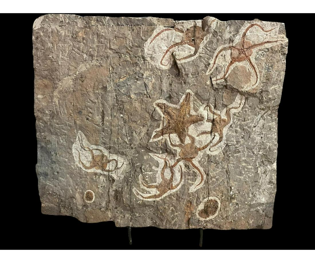 MASSIVE STARFISH FOSSIL PLATE (1 of 3)