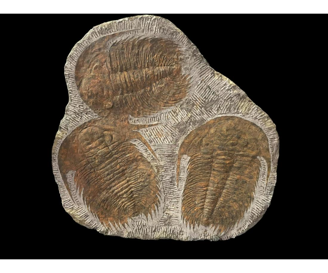 MASSIVE MULTI-TRILOBITE FOSSIL PLATE (1 of 2)
