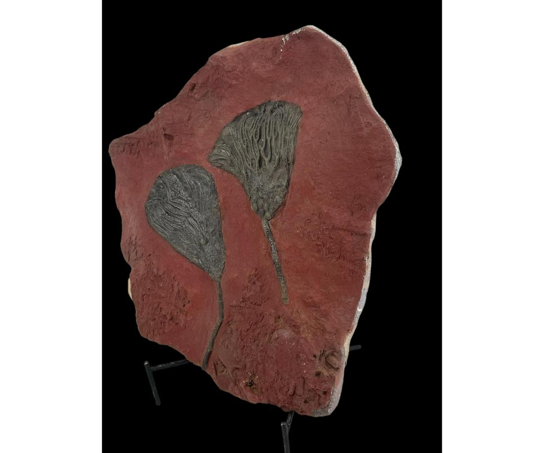 DOUBLE SCYPHOCRINITE CRINOID FOSSIL: DOUBLE SCYPHOCRINITE CRINOID FOSSIL - (F242) - 7.8LBS Height: 13 in. by Width: 12 in. by Depth: 1
