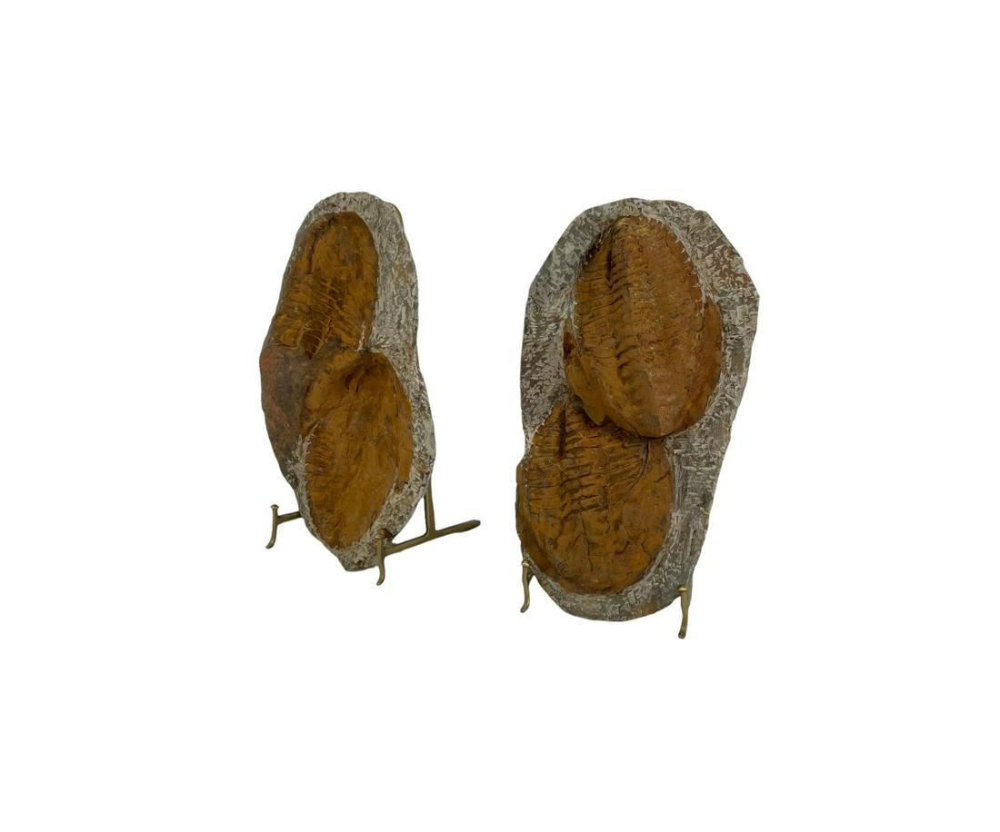 MATCHING DOUBLE TRILOBITE FOSSIL PLATES (1 of 3)
