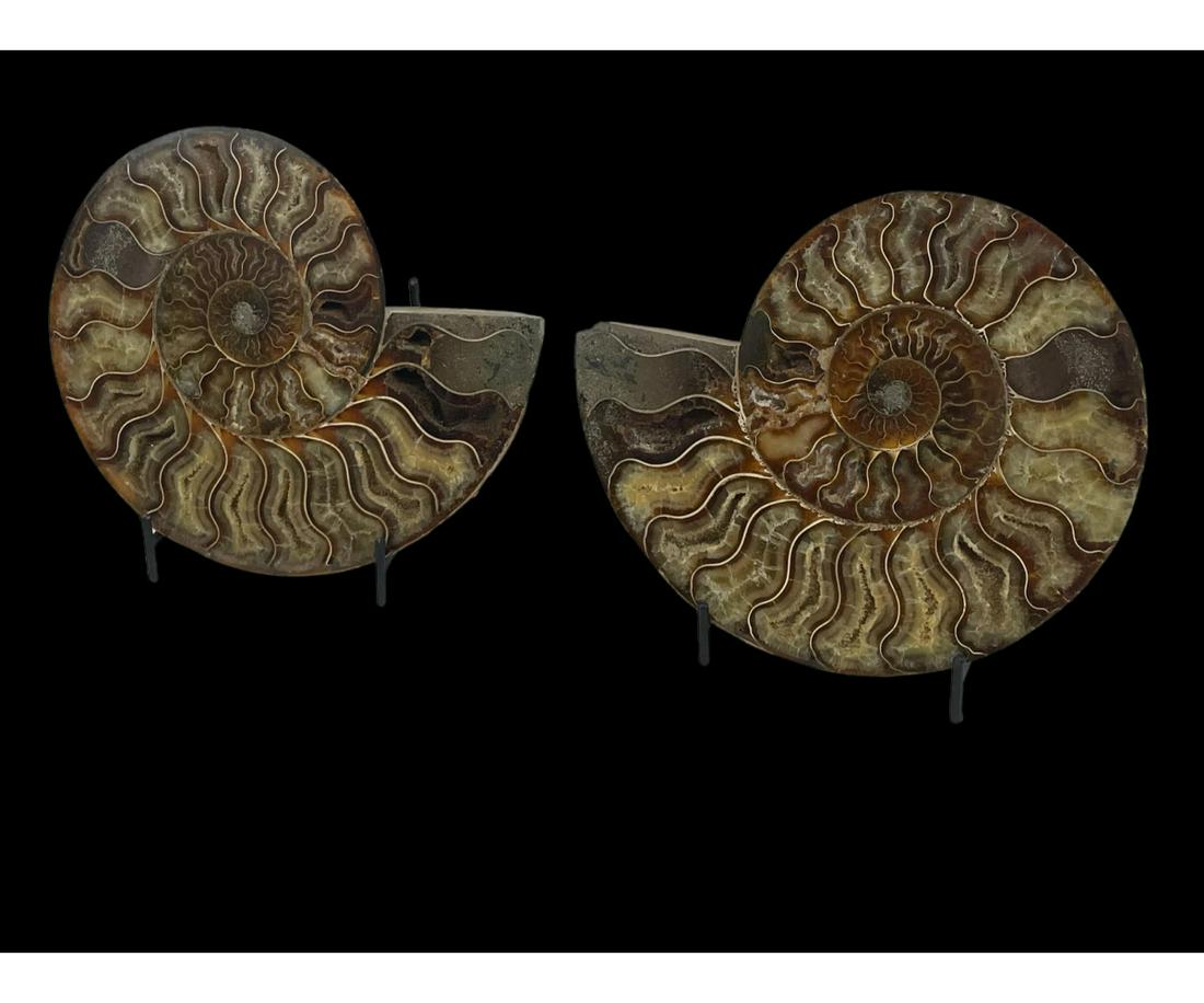 LARGE SPLIT AMMONITE FOSSIL (1 of 3)