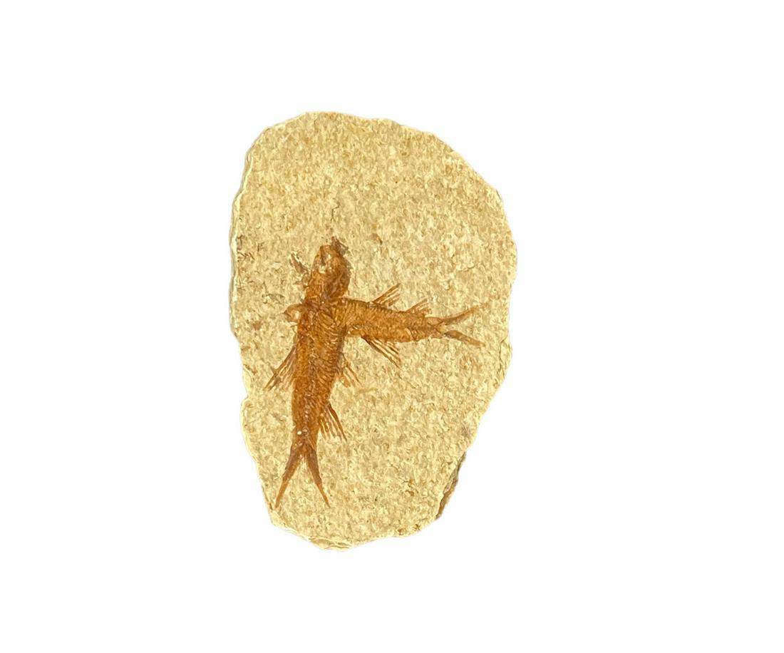HIGH DETAIL FISH FOSSIL: HIGH DETAIL FISH FOSSIL - (F190) Height: 3.5 in. by Width: 2.5