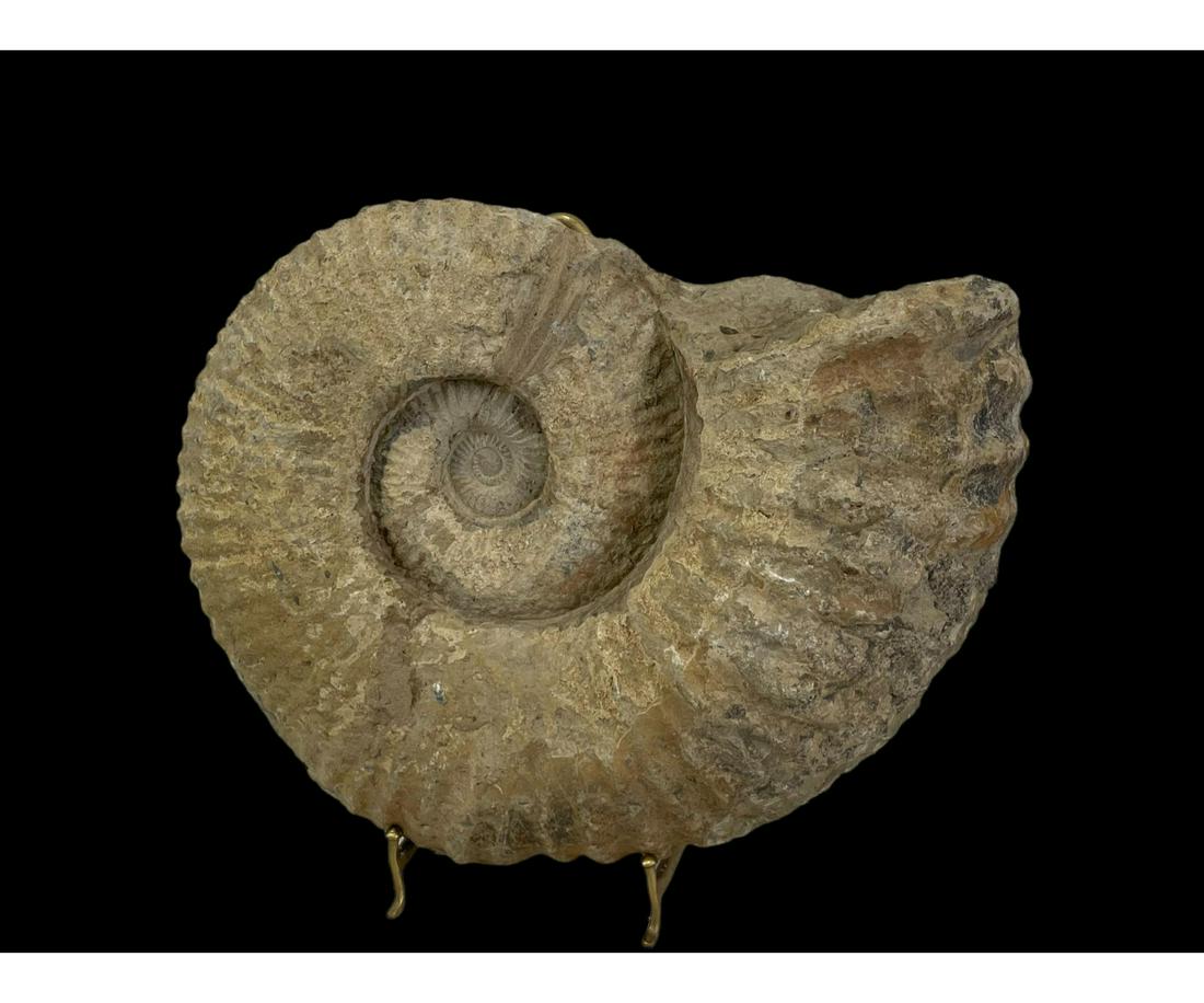 MASSIVE MOROCCAN AMMONITE FOSSIL (1 of 3)