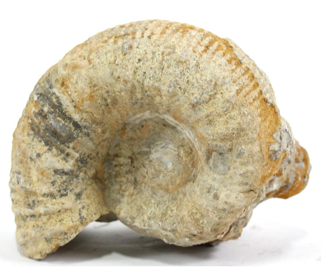 UNPOLISHED AMMONITE FOSSIL: UNPOLISHED AMMONITE FOSSIL - (F65) 9.8 LB Height: 6.5 in. by Width: 6 in. by Depth: 5