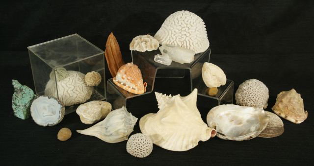 22-PIECE ASSORTED LOT SEASHELLS & CORAL SPECIMENS: 22-PIECE ASSORTED LOT OF SEASHELLS & BRAIN CORAL SPECIMENS. Height: 4 1/2 in. by Width: 6 in. by Depth: 5 1/2 in.