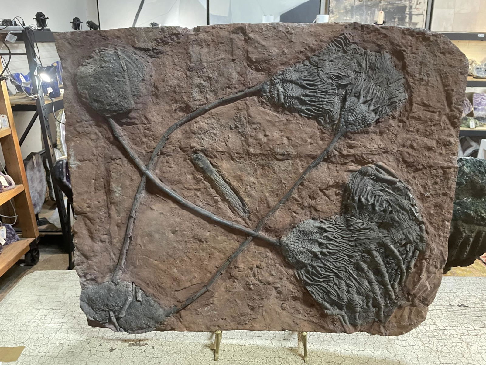 MASSIVE SCYPHOCRINITE CRINOID FOSSIL: MASSIVE SCYPHOCRINITE CRINOID FOSSIL. Height: 20 in. by Width: 23 in. by Depth: 1 IN