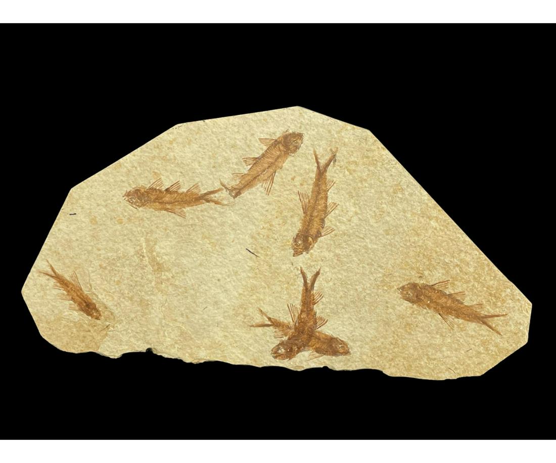 HIGH DETAIL FISH FOSSIL: HIGH DETAIL FISH FOSSIL - (F208) - 1.2LBS Height: 5 in. by Width: 10 in. by Depth: 0.50