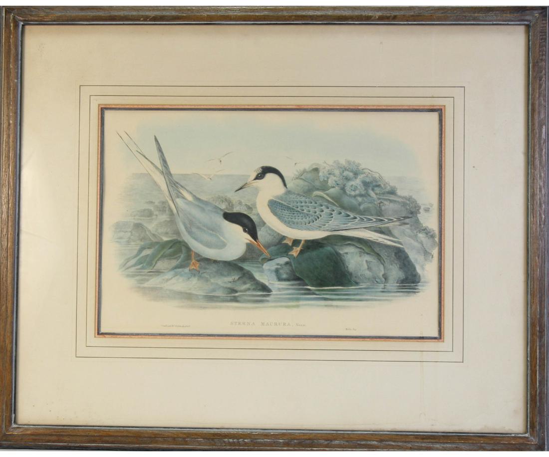 STERNA MACRURA BY J. GOULD 19th C. ENGRAVING (1 of 3)