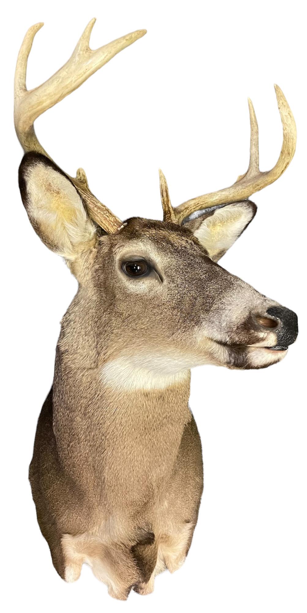 LARGE WHITETAIL DEER HEAD MOUNT: LARGE WHITETAIL DEER HEAD MOUNT