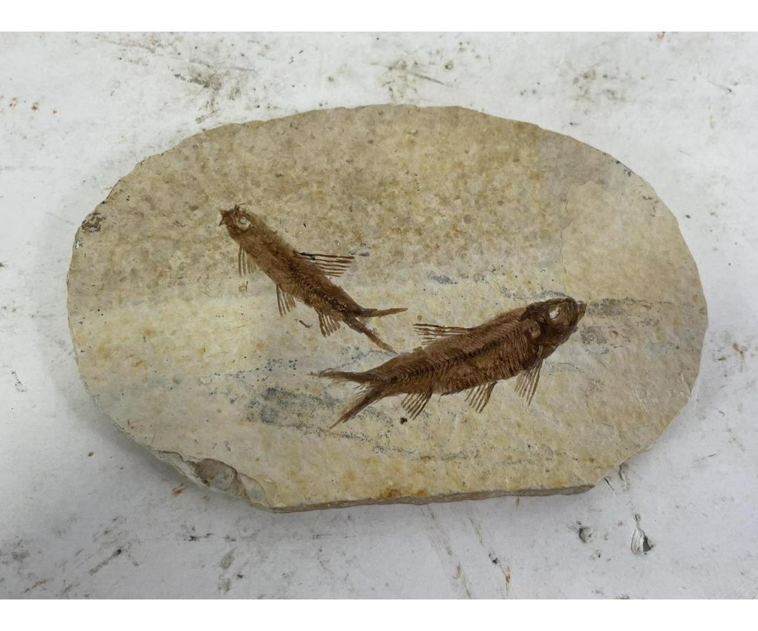HIGH DETAIL FISH FOSSIL: HIGH DETAIL FISH FOSSIL - (F205) - 4.3 OZ Height: 4 in. by Width: 5 in. by Depth: 1