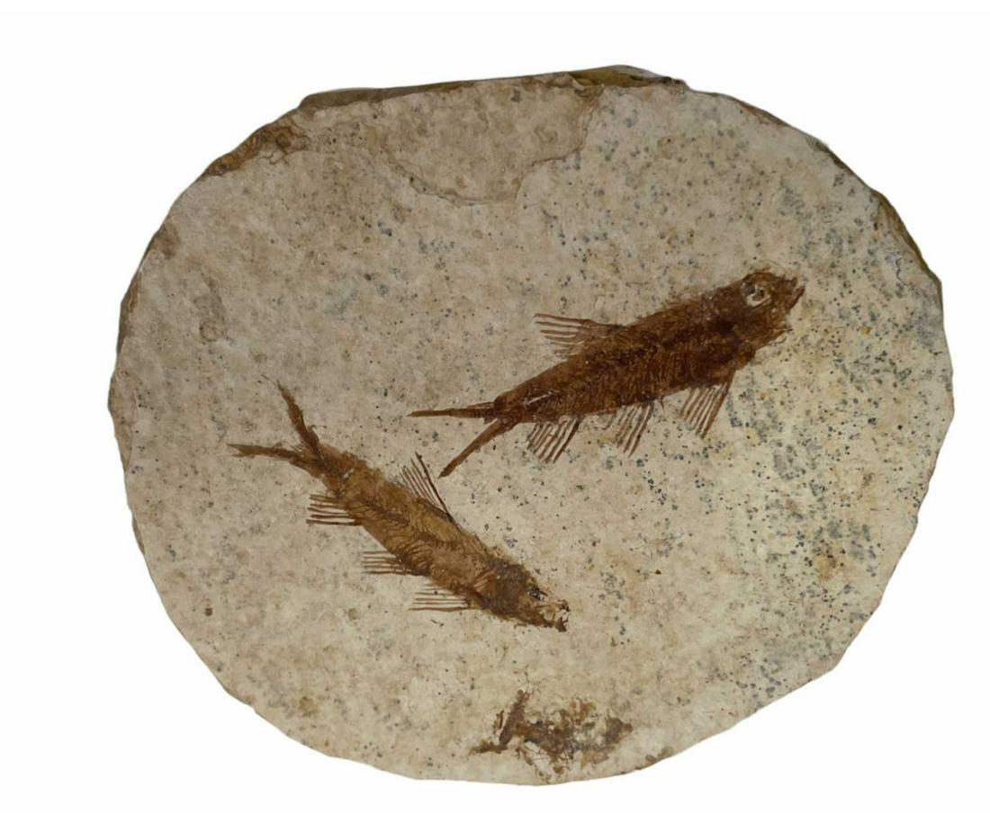 HIGH DETAIL FISH FOSSIL: HIGH DETAIL FISH FOSSIL - (F204) - 2.8 OZ Height: 4 in. by Width: 4 in. by Depth: 1