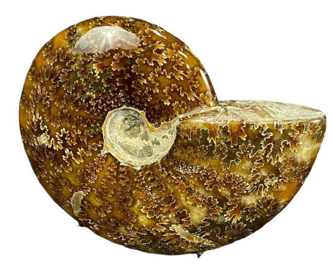 POLISHED AMMONITE FOSSIL: POLISHED AMMONITE FOSSIL - (F238) 1.4 LBS Height: 4.75 in. by Width: 6 in. by Depth: 1