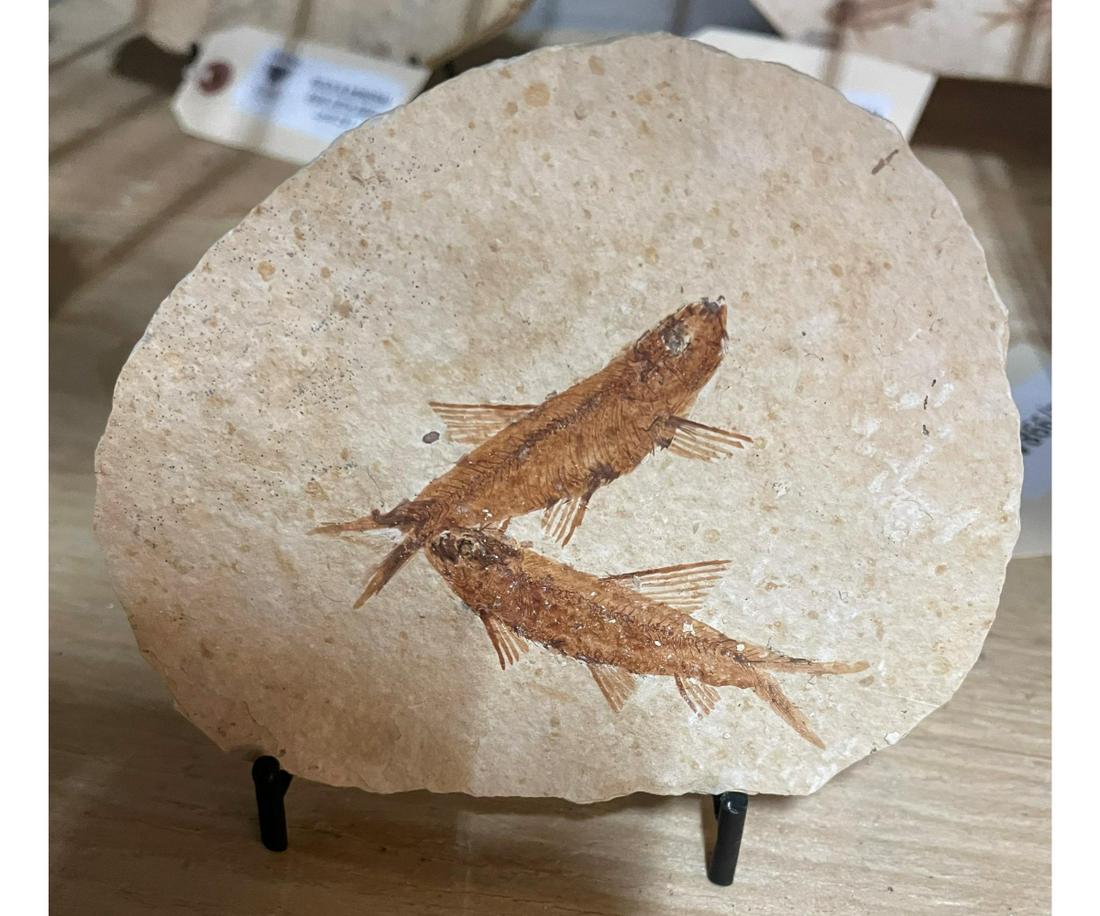 HIGH DETAIL FISH FOSSIL: HIGH DETAIL FISH FOSSIL - (F189) - 3.5 OZ Height: 4 in. by Width: 5 in. by Depth: 1