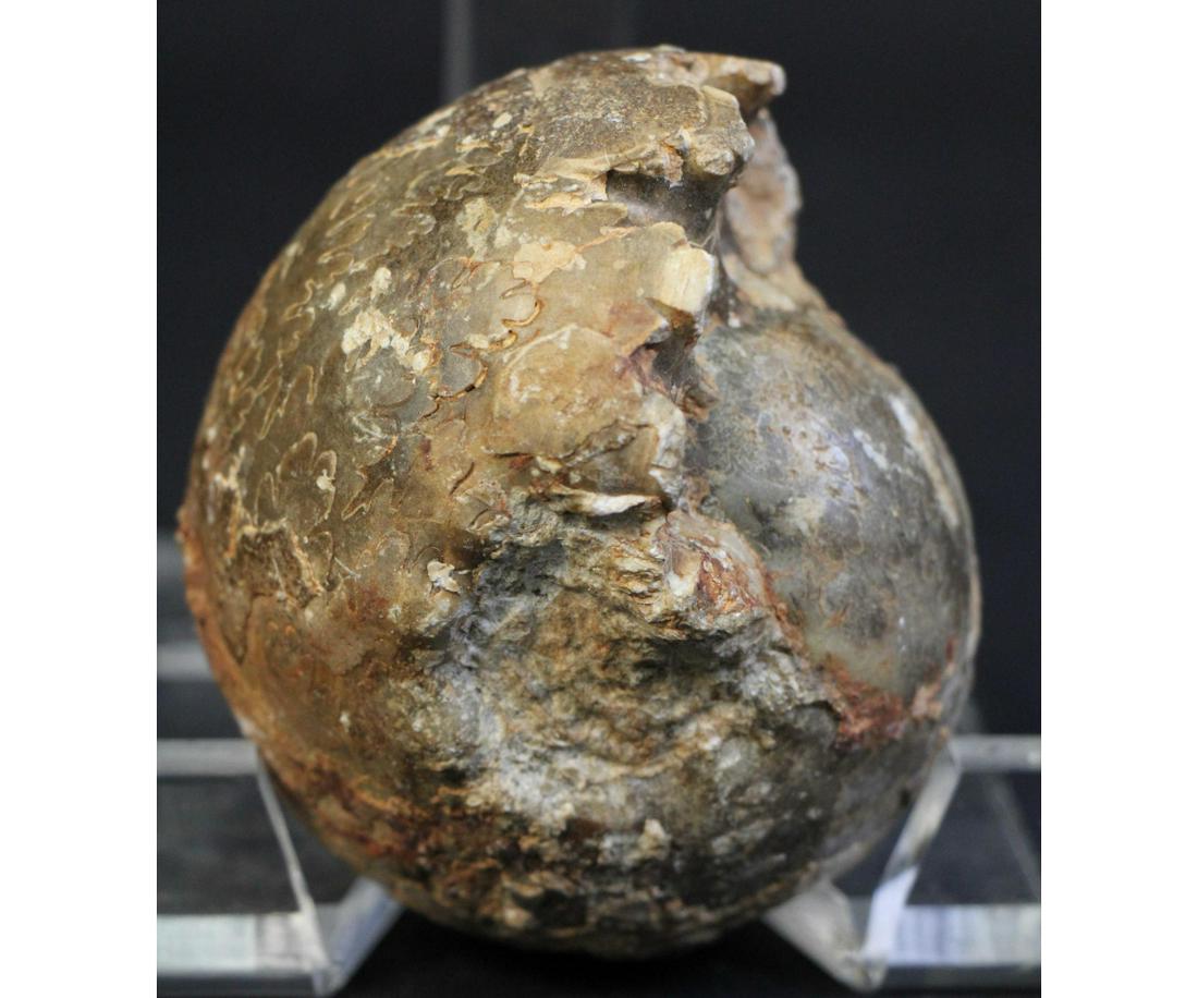 THICK AMMONITE FOSSIL: THICK AMMONITE FOSSIL - 1.2 LB Height: 3 in. by Width: 4 in.