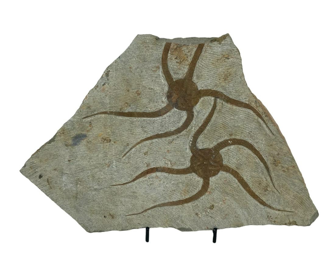 MOROCCAN JURASSIC STARFISH FOSSIL (1 of 3)