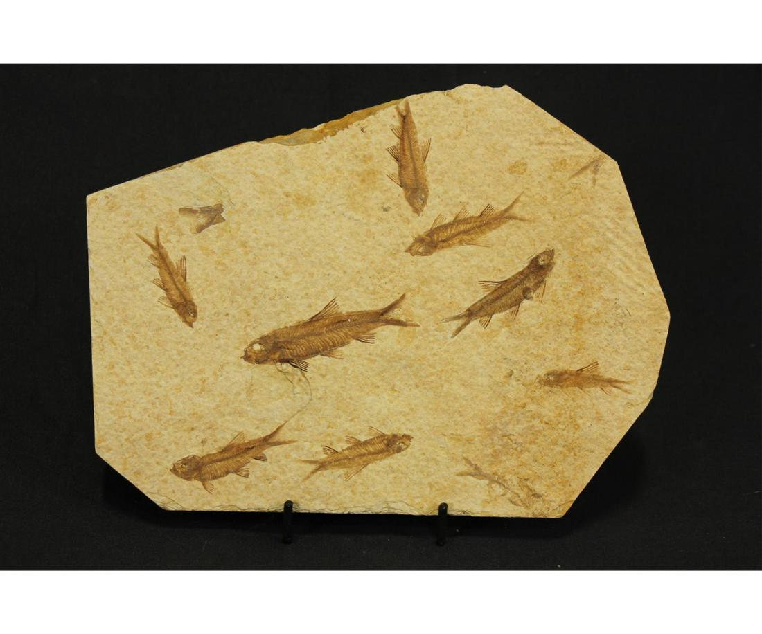 HIGH DETAIL 9 FISH FOSSIL (1 of 3)