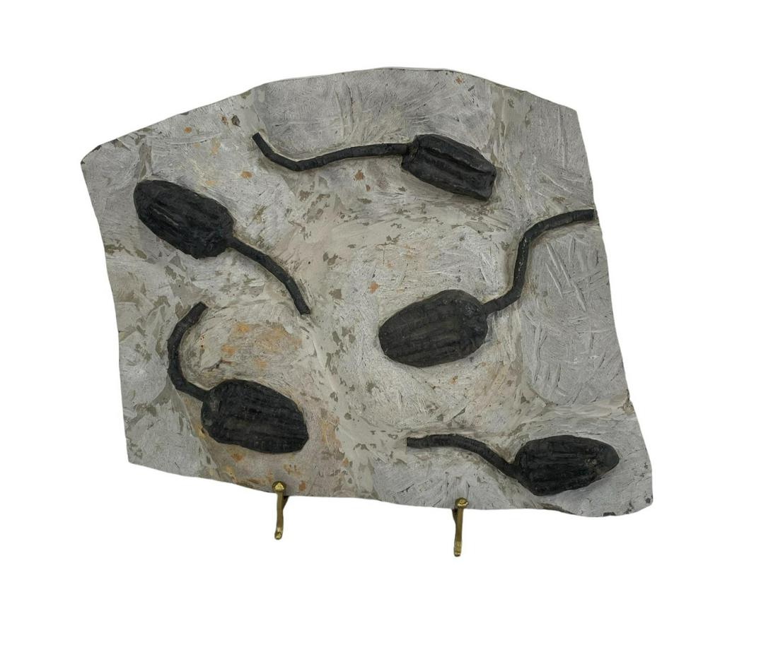 LARGE SCYPHOCRINITE FOSSIL PLATE (1 of 3)