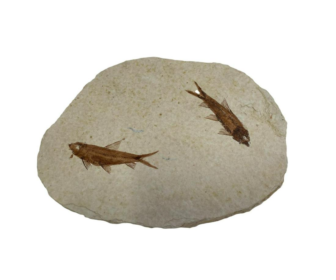 HIGH DETAIL FISH FOSSIL: HIGH DETAIL FISH FOSSIL - (F193) - 6.1 OZ Height: 5 in. by Width: 6 in. by Depth: 1