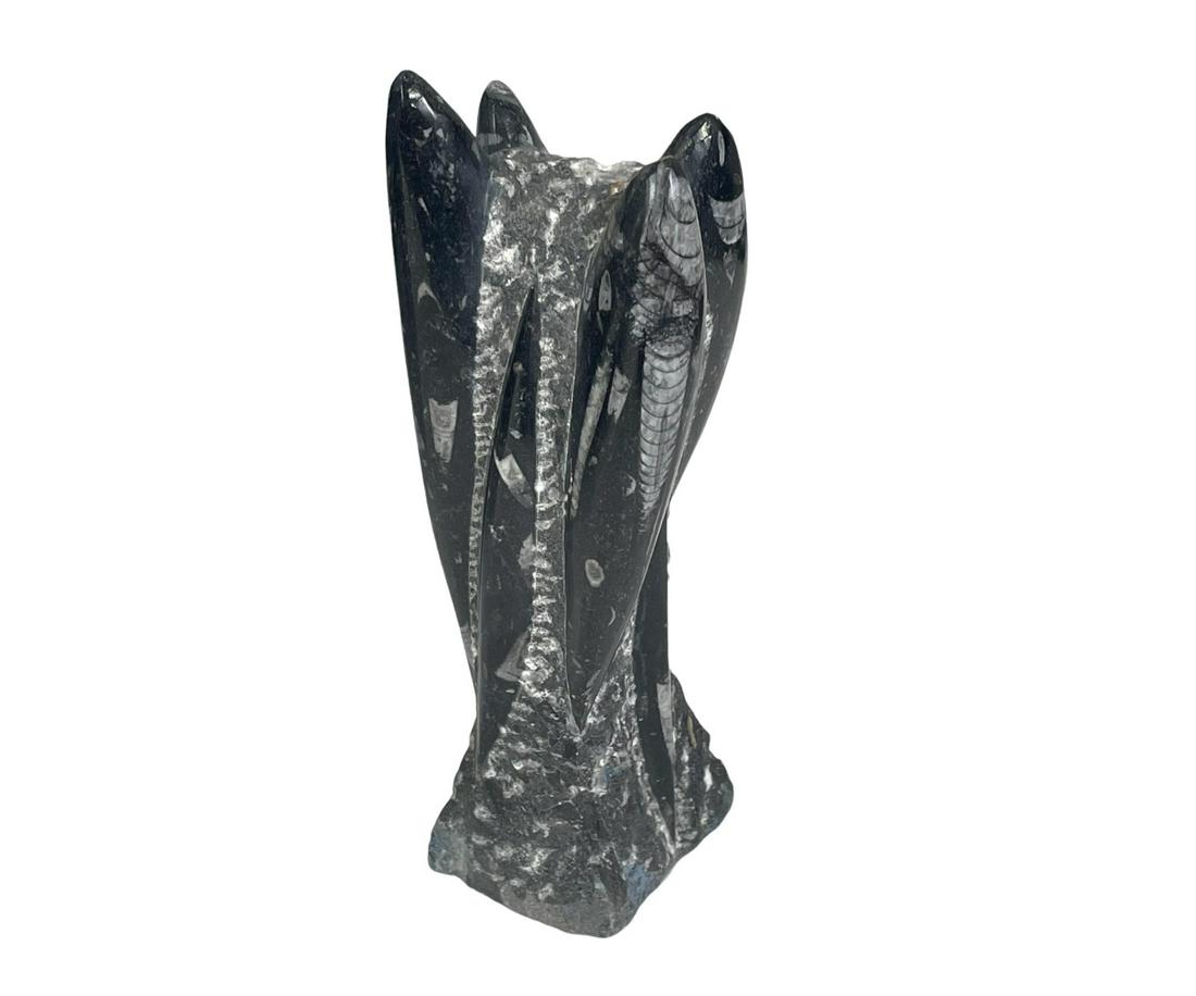 ORTHOCERAS TOWER (1 of 3)