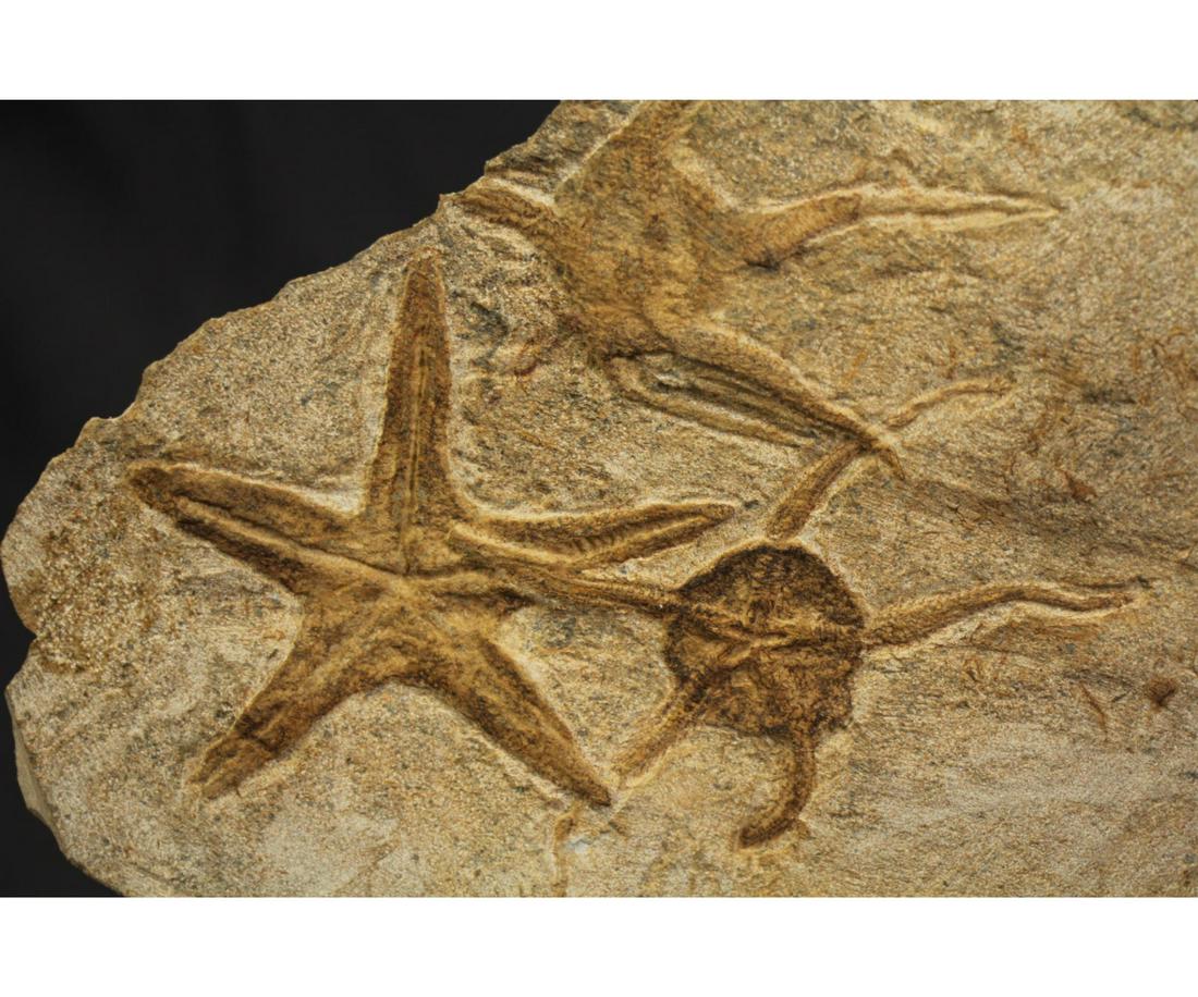 MOROCCAN JURASSIC STARFISH FOSSIL (1 of 4)