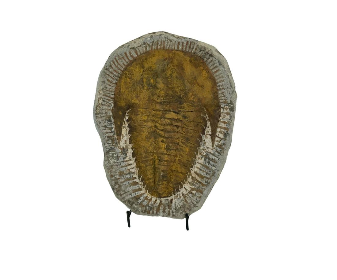 LARGE TRILOBITE PLATE (1 of 3)