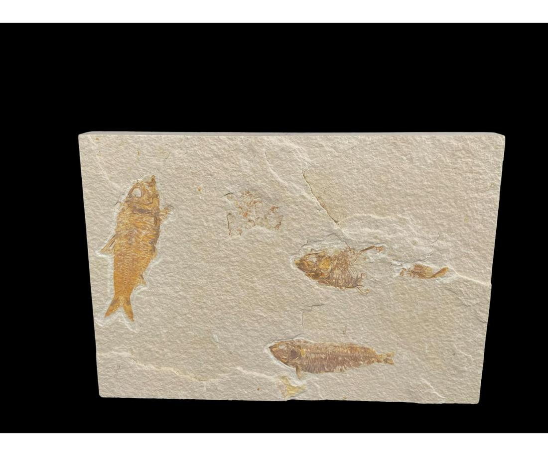 HIGH DETAIL FISH FOSSIL (1 of 2)