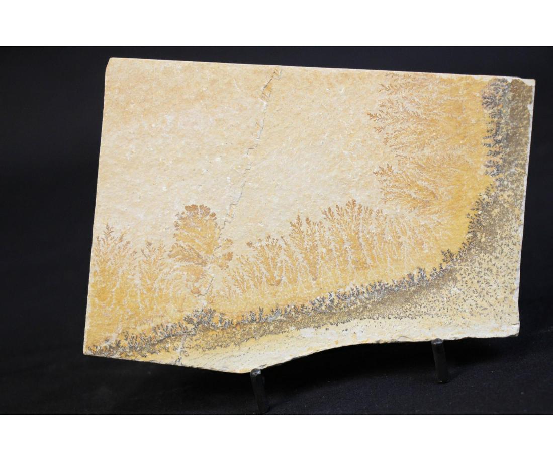 GERMANIC DENDRITE FOSSIL (REPAIRED): GERMANIC DENDRITE FOSSIL (REPAIRED) - 0.8 LB Height: 4 in. by Width: 6 in.
