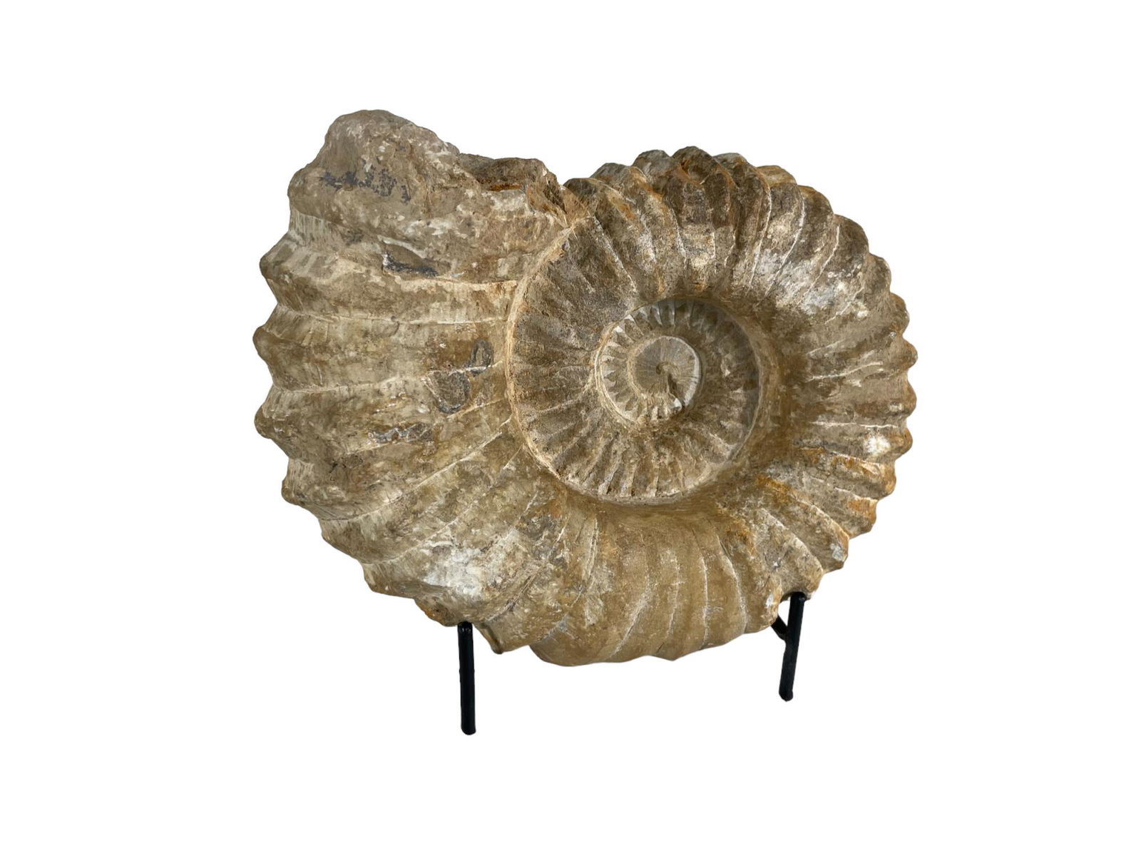 LARGE UNPOLISHED MOROCCAN AMMONITE FOSSIL (1 of 4)