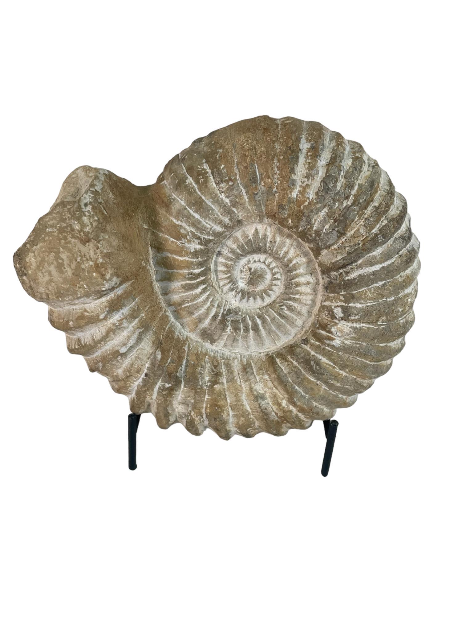 LARGE MOROCCAN AMMONITE FOSSIL (1 of 4)