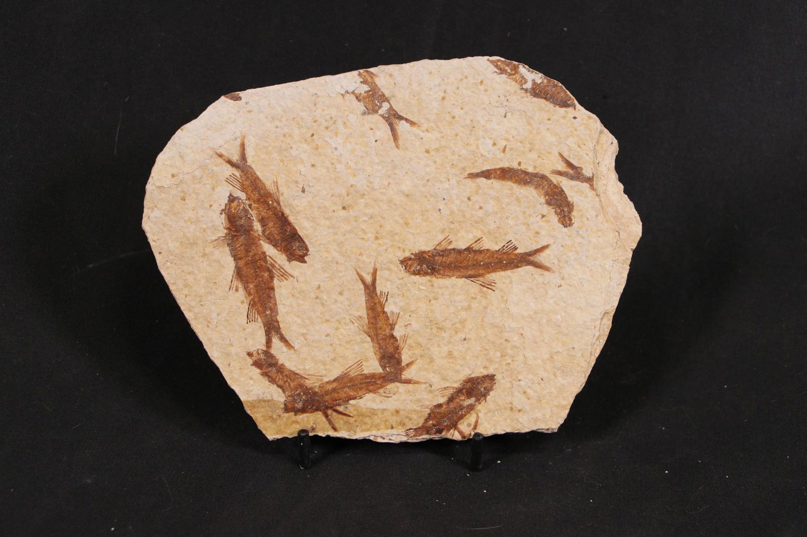 HIGH DETAIL FISH FOSSIL: HIGH DETAIL FISH FOSSIL - (F175) - 0.4LBS Height: 5 in. by Width: 7 in. by Depth: 3