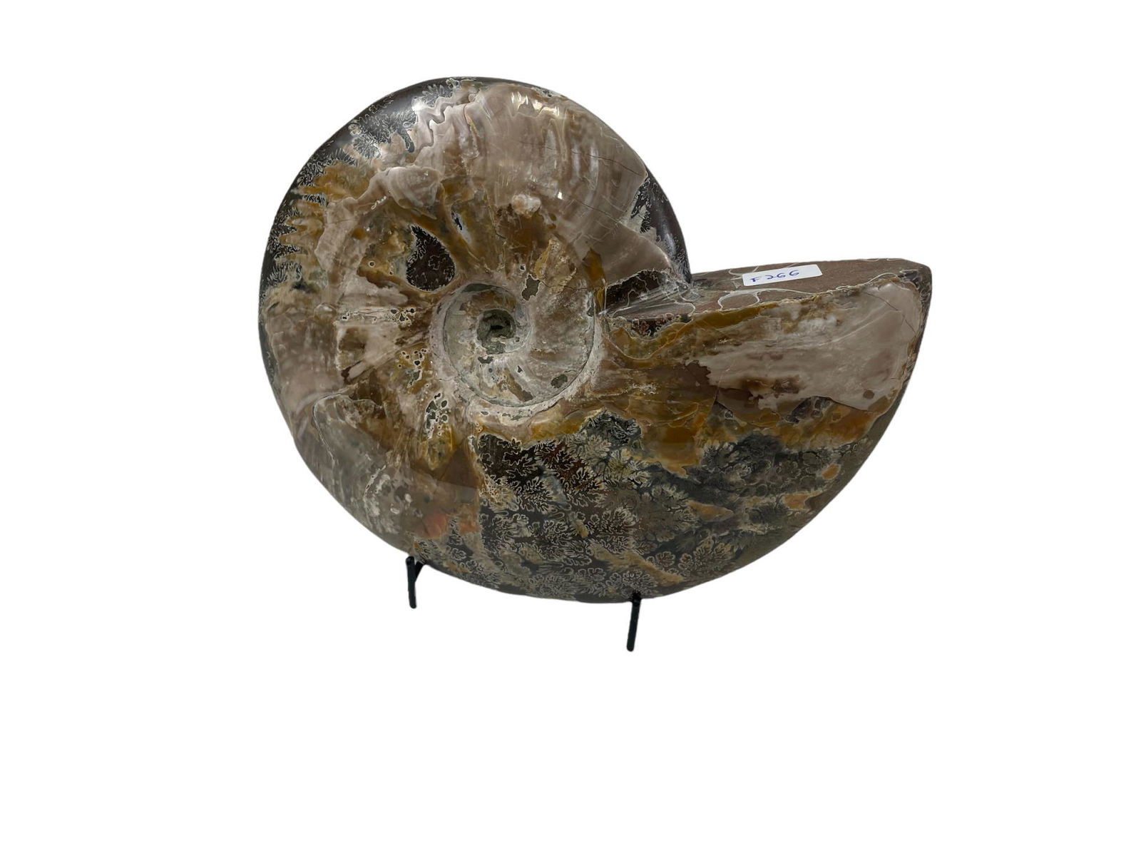 LARGE POLISHED AMMONITE FOSSIL (1 of 3)