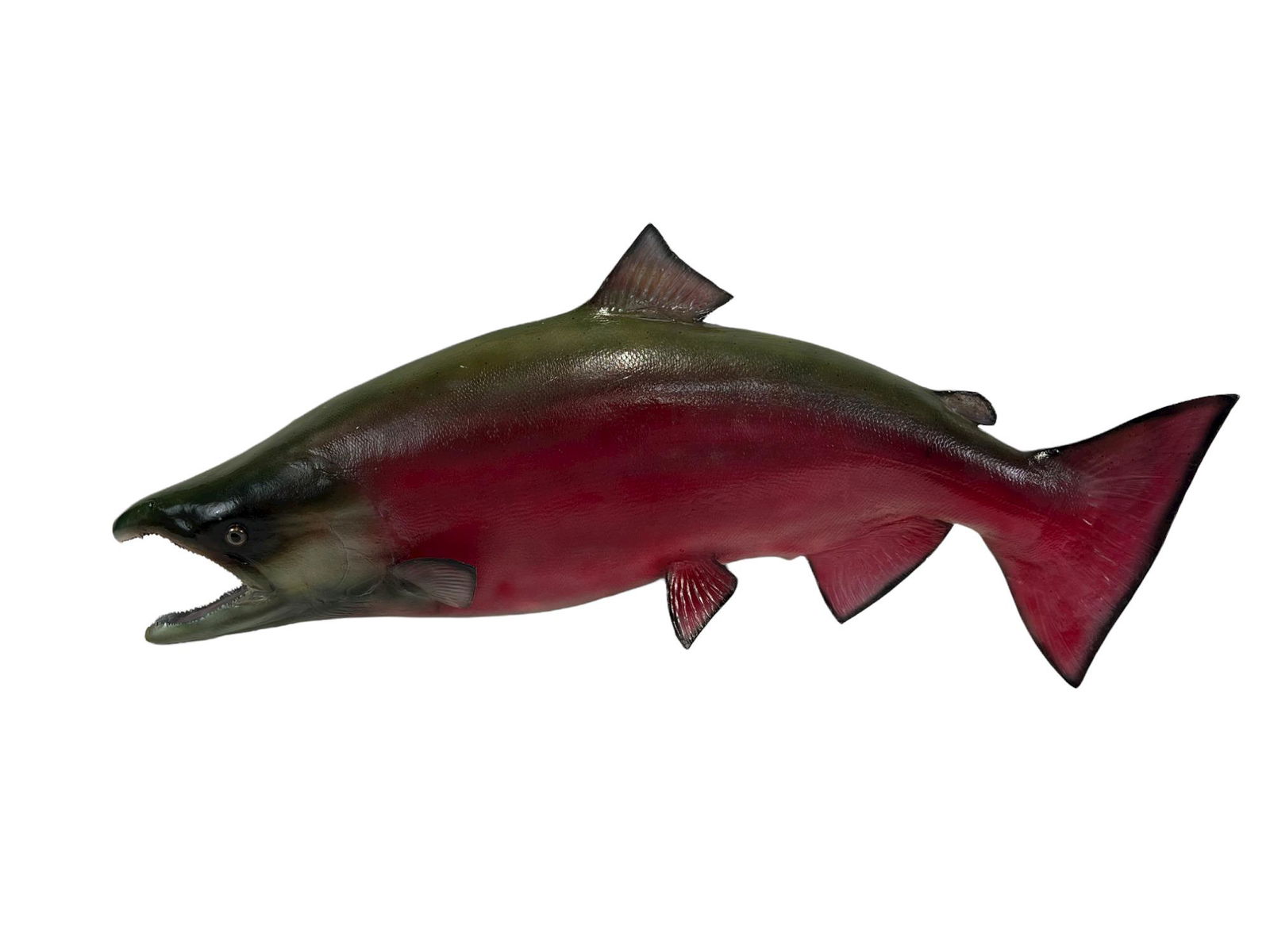COHO SALMON FULL BODY MOUNT: COHO SALMON FULL BODY MOUNT. 22"h x 50"w x 8"d.