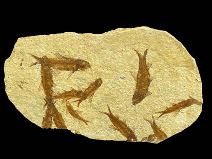 HIGH DETAIL FISH FOSSIL: HIGH DETAIL FISH FOSSIL - (F206) - 0.4LBS Height: 5 in. by Width: 9 in. by Depth: 0.25