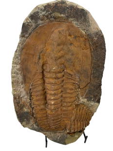 LARGE TRILOBITE FOSSIL: LARGE TRILOBITE FOSSIL - (F183) - 3.6 LBS. Height: 7 in. by Width: 10 in. by Depth: .25 in.