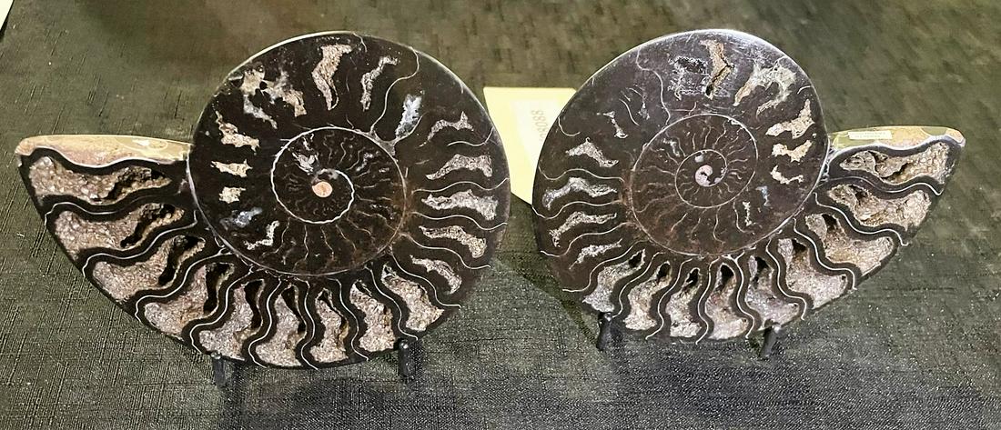 POLISHED SPLIT AMMONITE FOSSIL PAIR (1 of 4)