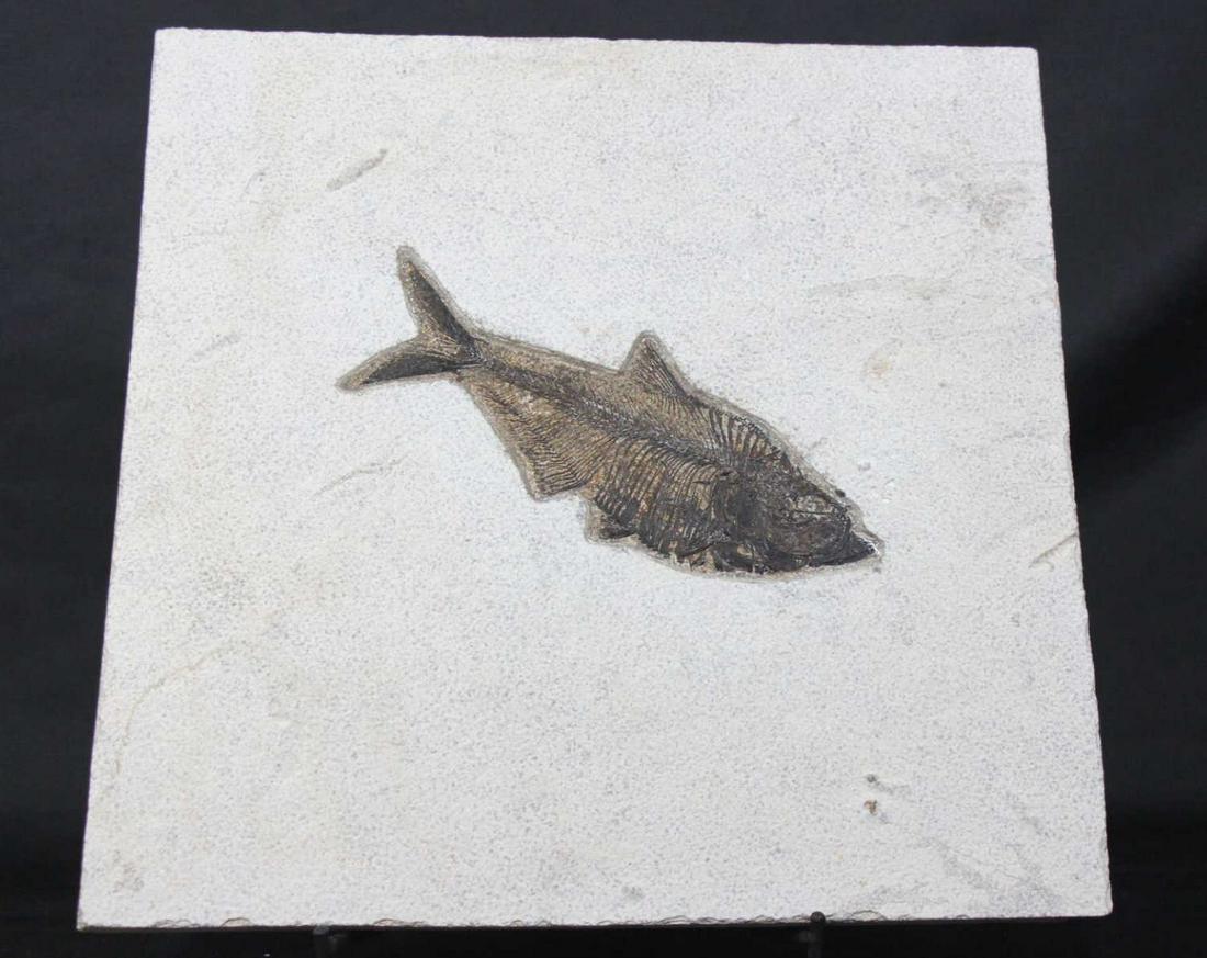 LARGE HIGH DETAIL FISH FOSSIL (1 of 2)