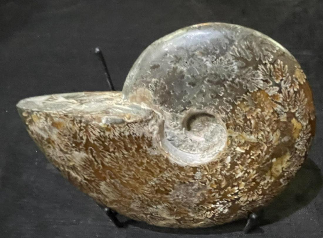 POLISHED AMMONITE FOSSIL: POLISHED AMMONITE FOSSIL - (F237) 1.6 LBS Height: 4.5 in. by Width: 6 in. by Depth: 1.25 in.