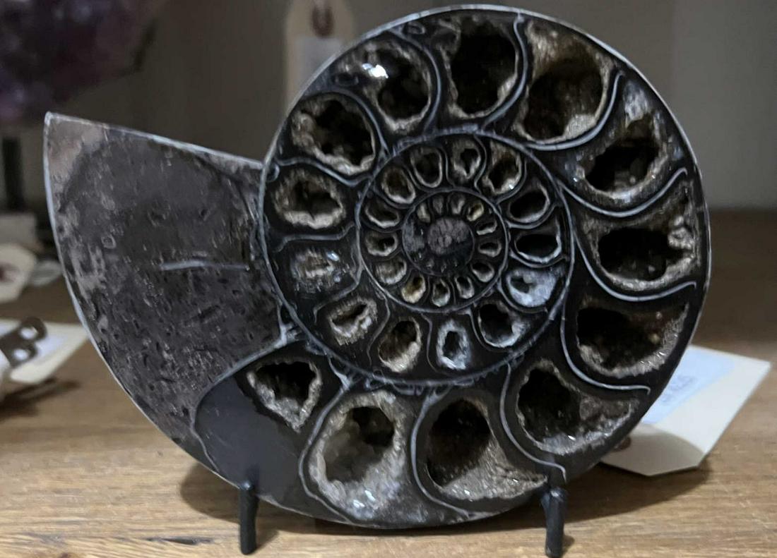 POLISHED AMMONITE FOSSIL HALF (1 of 2)