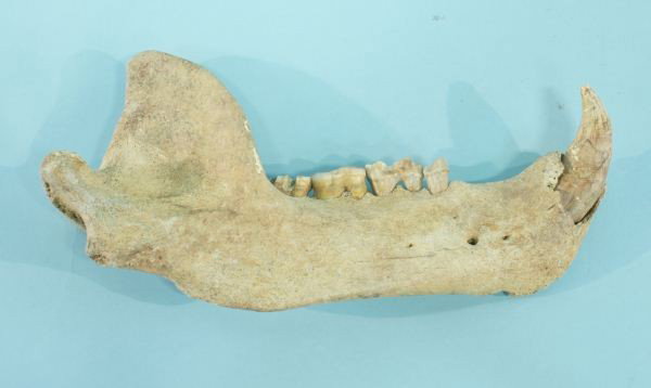 CAVE BEAR JAW (20,000-40,000 YEARS OLD): CAVE BEAR JAW (20,000-40,000 YEARS OLD). Height: 6 in. by Width: 12 in. by Depth: 2 1/4 in.