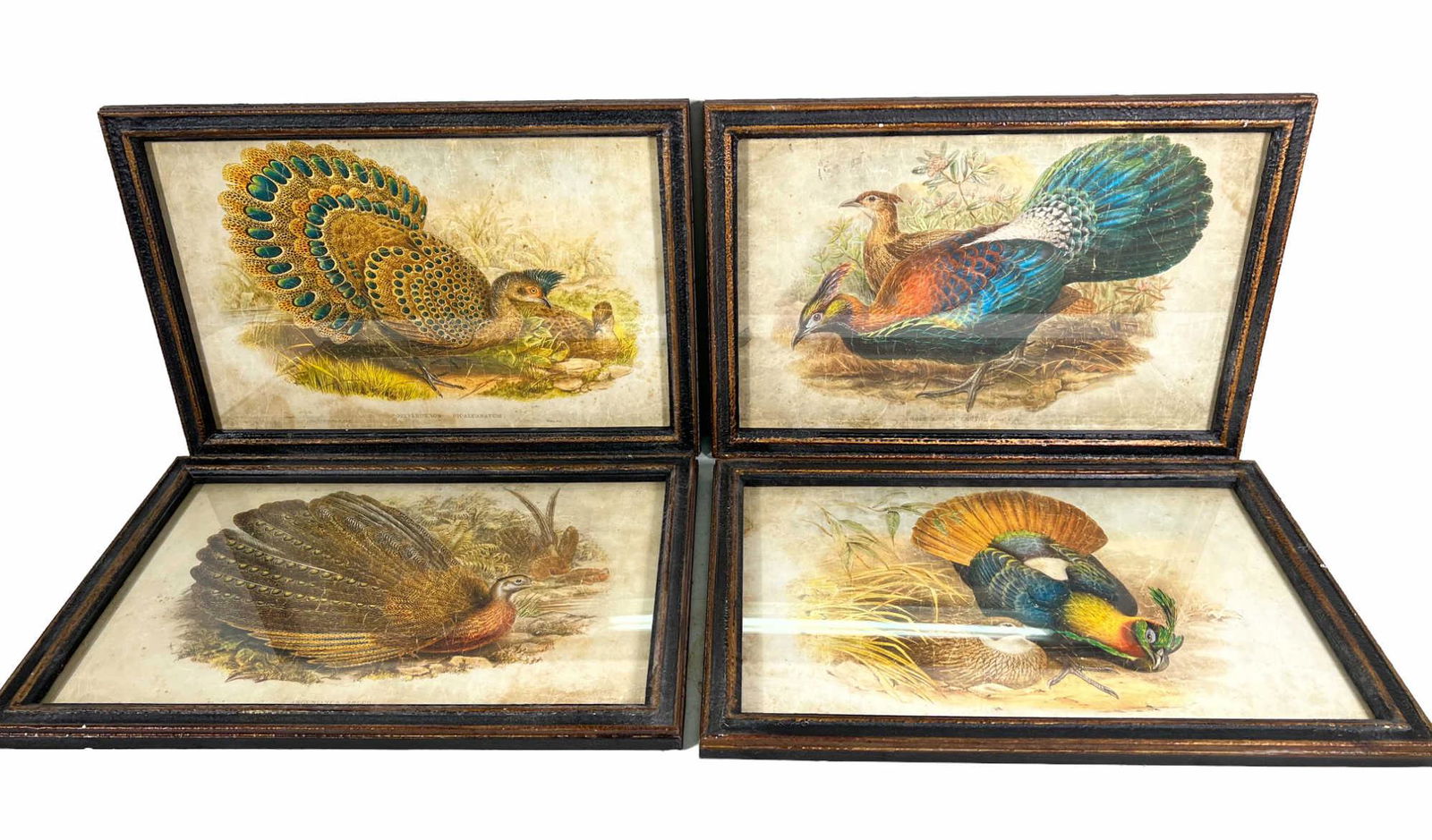 FOUR PEACOCK PHEASANT PRINTS (1 of 5)