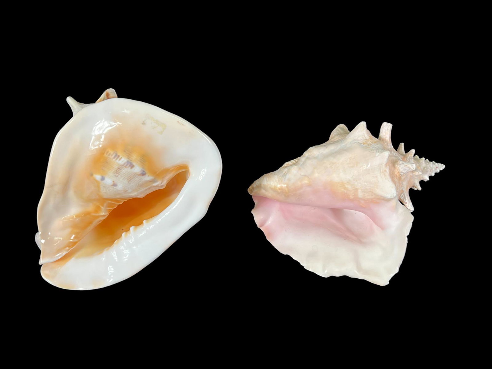 PAIR OF SEASHELLS: PAIR OF SEASHELLS. Height: 8 in. by Width: 11 in. by Depth: 9