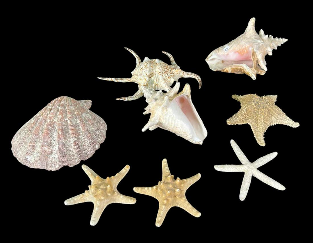 8 SEASHELLS AND STARFISH (1 of 5)