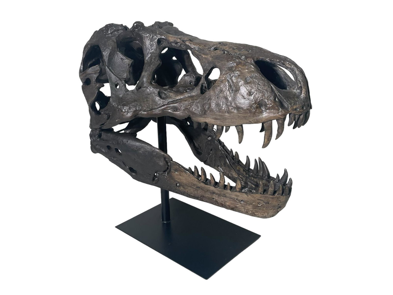 TYRANNOSAURUS REX SCULPTURE: TYRANNOSAURUS REX SCULPTURE. Height: 18 in. by Width: 19 in. by Depth: 11