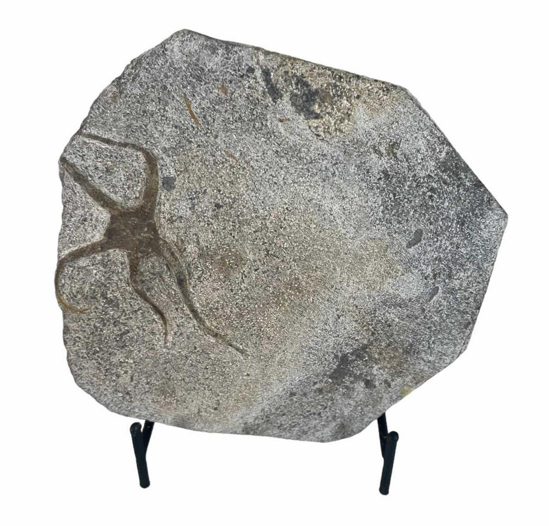 MOROCCAN JURASSIC STARFISH FOSSIL: MOROCCAN JURASSIC STARFISH FOSSIL- 1.5LB Height: 5 in. by Width: 5.5 in. by Depth: 1